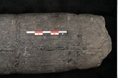 Foto (Detailansicht) von Calamites communis Ettingshausen (NHMW-GEO-2024-0188-10968)